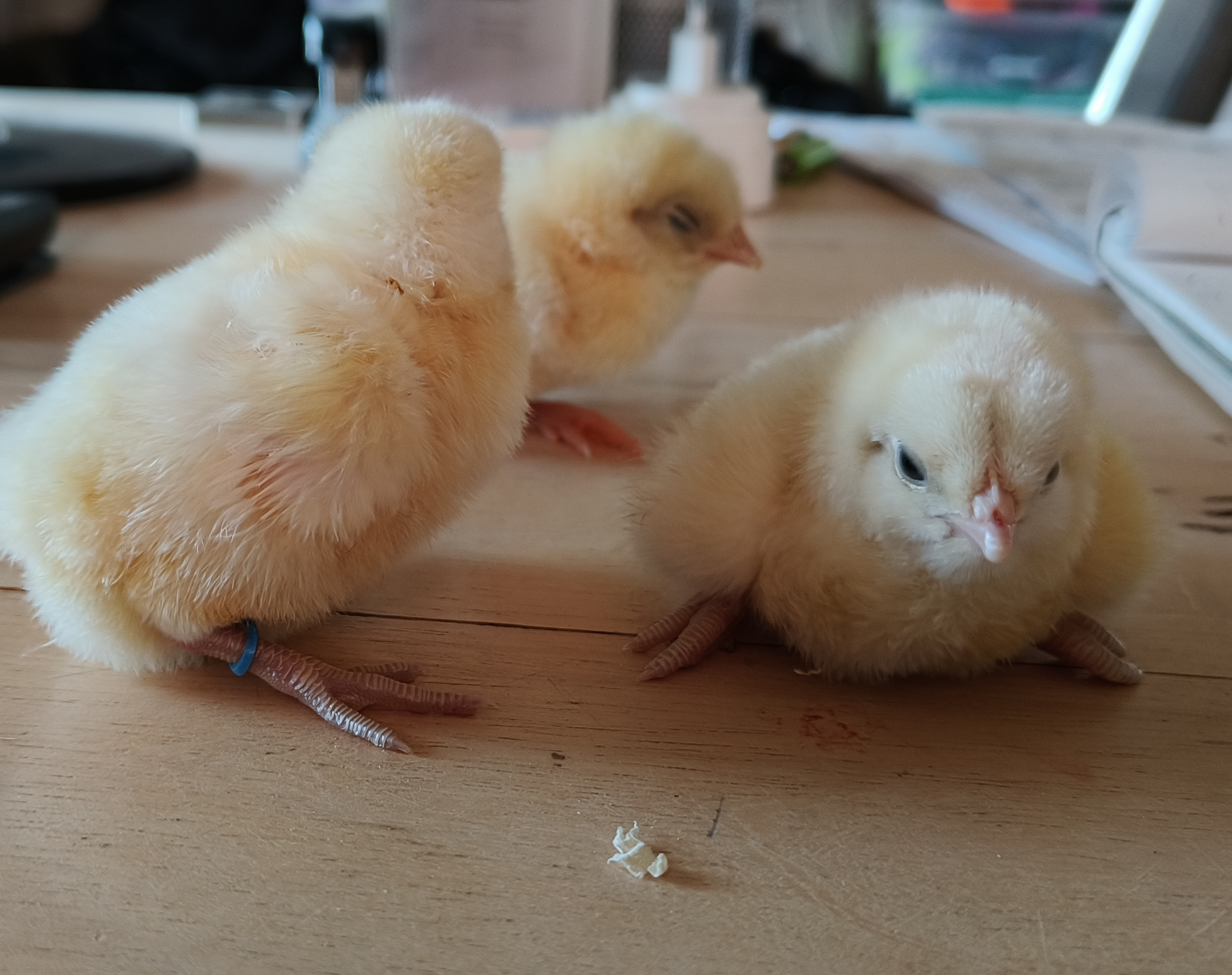 poule_de_bresse_kuikens