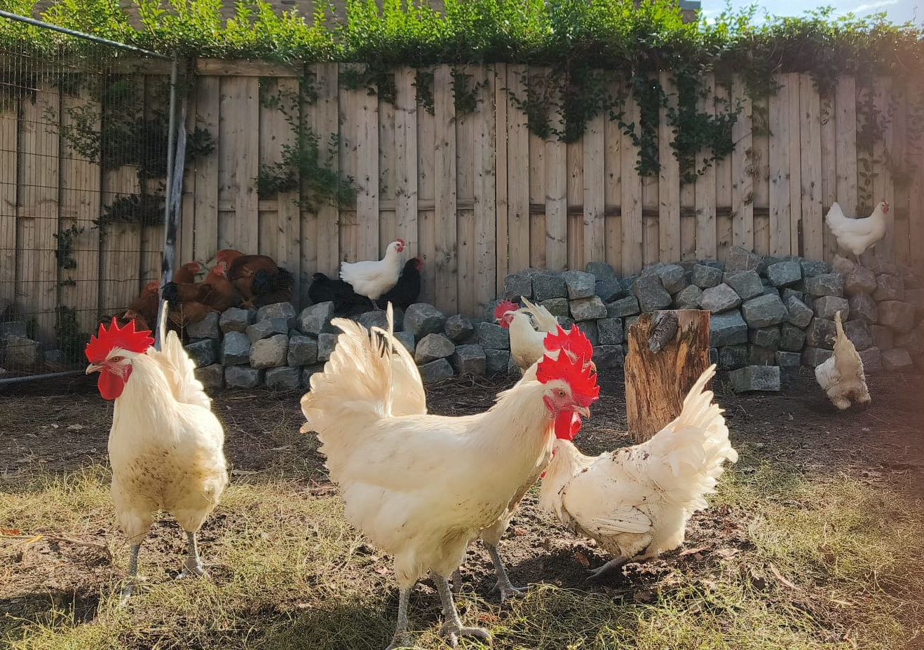 poule_de_bresse_scharrelkip