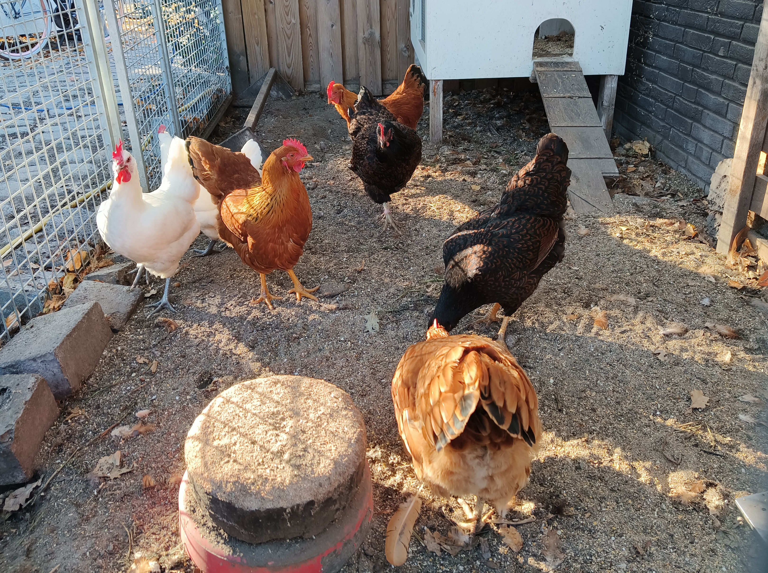 Barnevelder scharrelkip op het Smulfun-erf in Oosteind