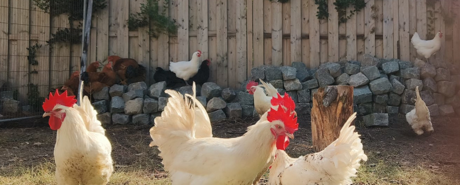 poule_de_bresse_scharrelkip
