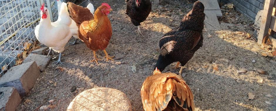 Scharreleiren van onze scharrel leghennen