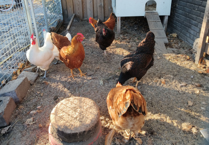 Scharreleiren van onze scharrel leghennen