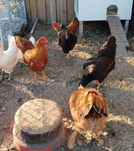 Scharreleiren van onze scharrel leghennen