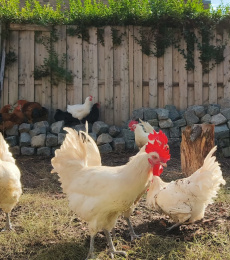 poule_de_bresse_scharrelkip